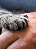 cat paw on human hand