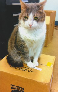 cat sitting on top of box