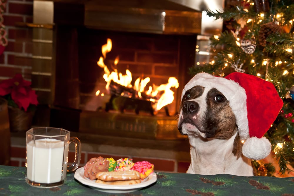 dog in santa hat in front of sweets