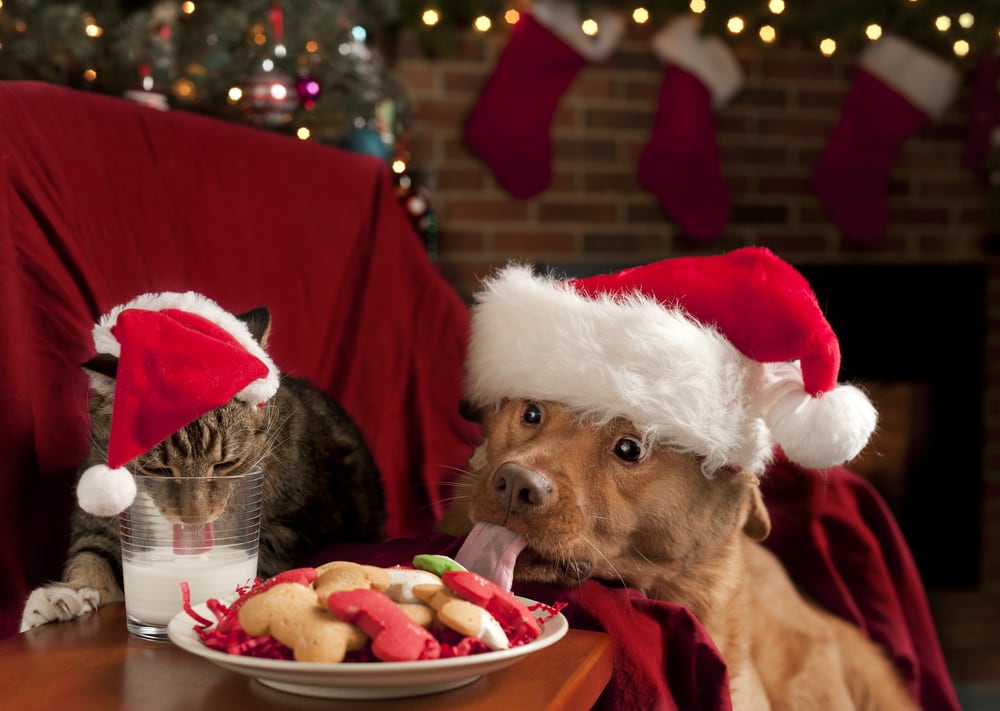 dog in santa hat licking treats