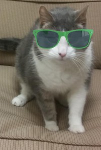 cat with sunglasses