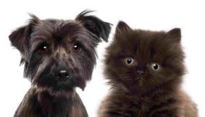 Bringing a Puppy or Kitten Home? 5 Things to Consider