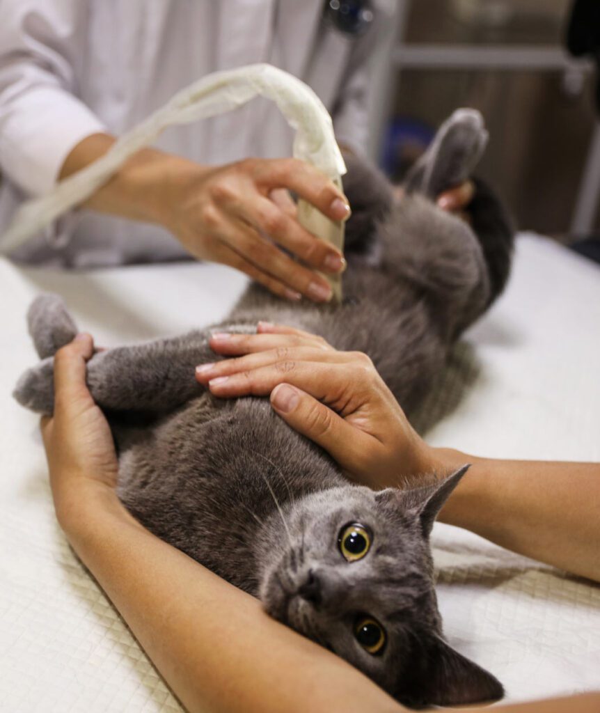 Grey cat having ultrasound scan in veterinary clinic, closeup