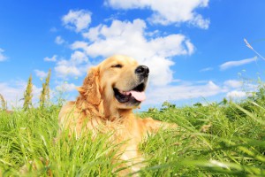 Golden Retriever Laying in a field of grass