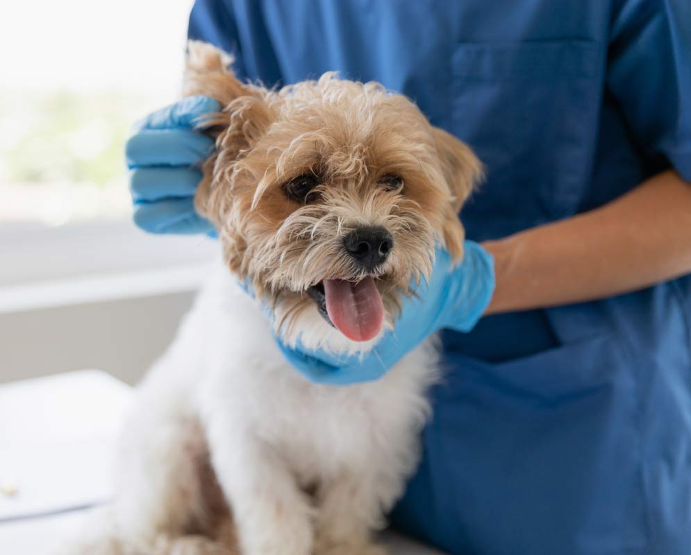 Brown headed, white body small dog having ears checked for signs of dog allergies.